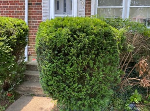 Bush Trimming by Wesley Souders for Keonne S. in Baltimore, MD