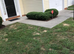 Bush Trimming by Earth Thomas for Mike F. in Richmond, VA