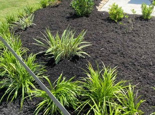 Wilbert F.'s Mulching service result