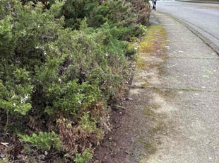 Bush Trimming by Tim Holley for Matthew E. in Beaverton, OR