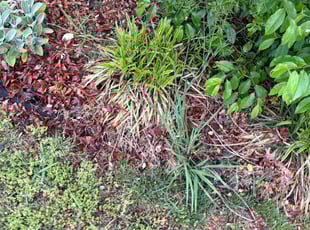 Weeding by Jeff Lock for Elizabeth D. in Clayton, NC