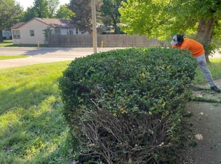 Bush Trimming by Lance Holtman for Flora H. in Oklahoma City, OK
