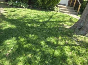 Dan M.'s Grass Cutting service result