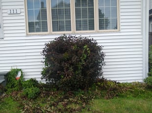 Bush Trimming by Michael Guardino for jasmine m. in Bridgeport, CT