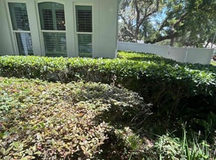 Bush Trimming by Ramon Taguja for Sean R. in Valrico, FL