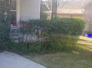 Bush Trimming by Steve Burgess for Pat K. in Decatur, GA