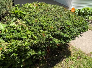 Bush Trimming by Nathaniel Dukes for Trina J. in Milwaukee, WI