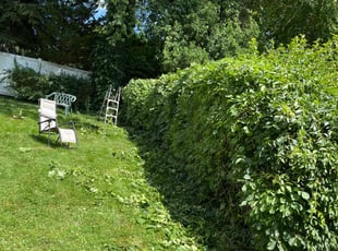 Bush Trimming by Nicholas Testerman for Jean V. in Valhalla, NY