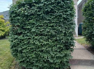 Bush Trimming by Caleb Patton for Pat M. in Cincinnati, OH