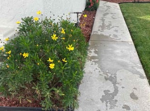 Weeding by Hugo Lopez for Bianca D. in Menifee, CA