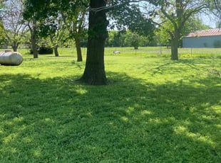 Lee G.'s Grass Cutting service result