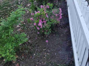Weeding by Nicole Royster for Matthew H. in Norfolk, VA
