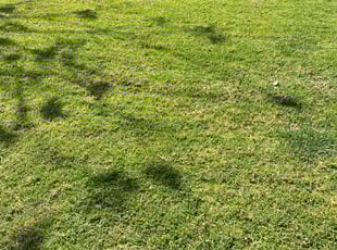 Barbie D.'s Yard Cutting service result