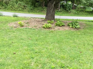 Weeding by Hayden Jensen for Katy T. in Asheville, NC