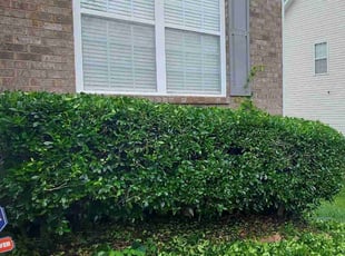 Bush Trimming by Isaiah Cuthbertson for Yeiza L. in Charlotte, NC