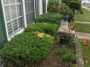 Bush Trimming by Hector Reyes for Danielle H. in Alexandria, VA