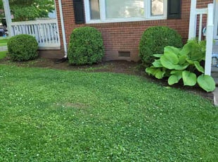 Bush Trimming by Clyde Scotton for James B. in Siler City, NC