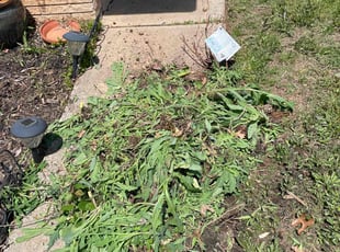 Weeding by Pete Peterson for Mark-Allen D. in Oklahoma City, OK