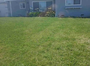 Yipeng W.'s Grass Cutting service result