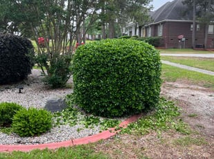 Bush Trimming by Jaczuile Pegues for Alexus H. in Elgin, SC