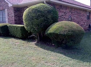 LaShonda R.'s Bush Trimming service result