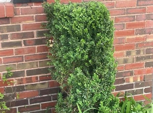 Bush Trimming by Lance Holtman for Jeremy W. in Bethany, OK