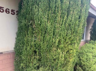 Bush Trimming by Keith Dalke for Ian T. in San Diego, CA