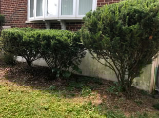 Bush Trimming by Elijah Freeman for James J. in Cincinnati, OH