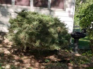 Bush Trimming by Shonna Wilkinson for LaTanya M. in Des Moines, IA