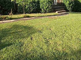 Bush Trimming by Eddie Hicks for Susan A. in Clarkston, GA
