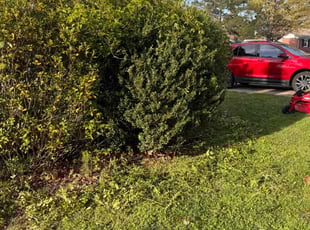 Bush Trimming by Hayden Judy for Scott R. in Chesapeake, VA