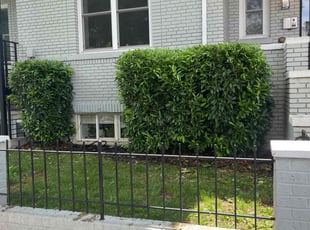 Bush Trimming by Pablo Reyes for Lisa S. in Washington, DC