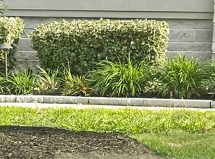 Bush Trimming by Jami Prude for Althea H. in Cypress, TX