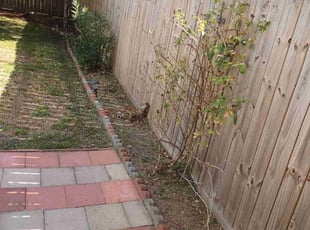 Cleanups by Omar Norris for Rochelle W. in Houston, TX