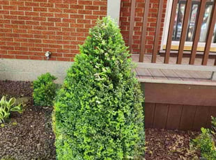 Bush Trimming by Emily Samayoa for Sandy W. in Clarksville, IN