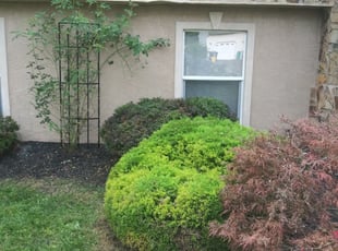 Bush Trimming by Alejandro Gamboa for Veronica D. in Voorhees Township, NJ