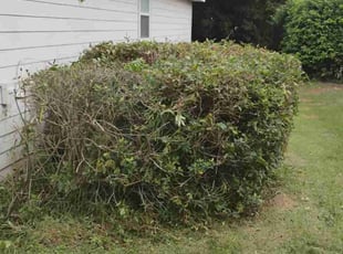 Sarah V.'s Bush Trimming service result