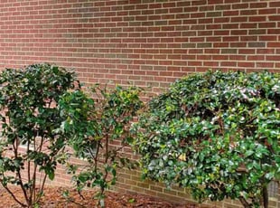 Bush Trimming by James Ziobro for Rukmini M. in Cary, NC