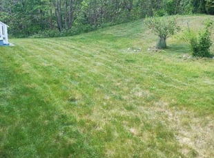 Mary L.'s Lawn Mowing Service service result