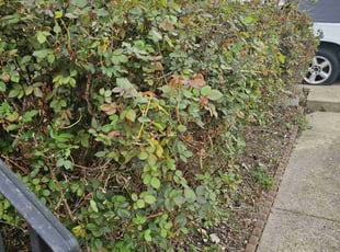 Bush Trimming by Artavius Clark for Jeron A. in Clinton, MD