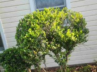 Bush Trimming by Manuel Solis Soto for Lillie O. in Dallas, TX