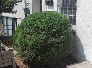 Bush Trimming by Allan Roberts for Benjamin D. in Washington, DC
