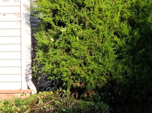 Bush Trimming by David Fregeau for Branson A. in Charlotte, NC