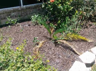 Weeding by Yanet Maciel for Dennis M. in Pearland, TX