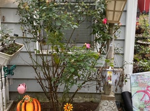 Weeding by Stivenson Delinois for Sandra R. in Chesapeake, VA