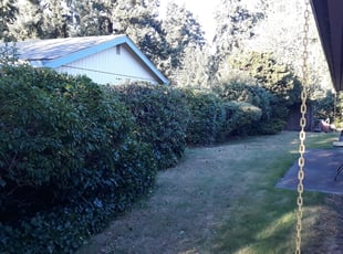 Bush Trimming by Jason Cox for Dick M. in Tacoma, WA