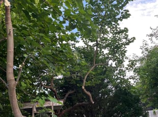 Cleanups by Matthew Damico for Greg A. in West Lawn, PA