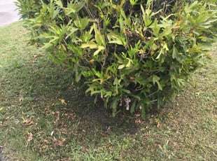 Bush Trimming by Jourvens Laurent for Yolanda W. in Miami Gardens, FL