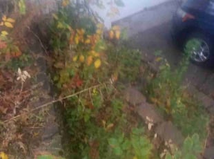 Weeding by Joel forster for Patrick M. in Omaha, NE
