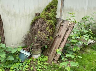 Bush Trimming by Schonce Slappy for Gary P. in Sewickley, PA